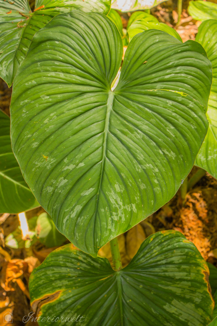 tropical leaf