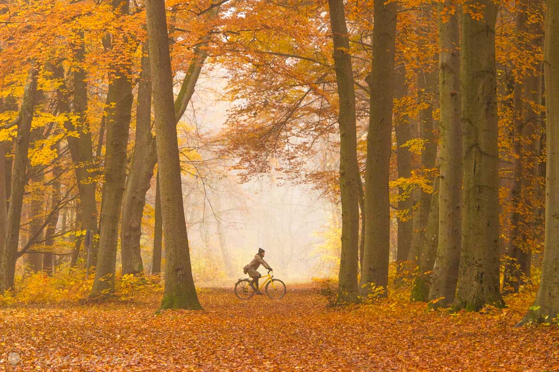 Herbstwald Farben